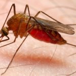 Umunsi Mpuzamahanga wo Kurwanya Malariya 2026 “Igihe cyo Kuyirandura Kirageze”