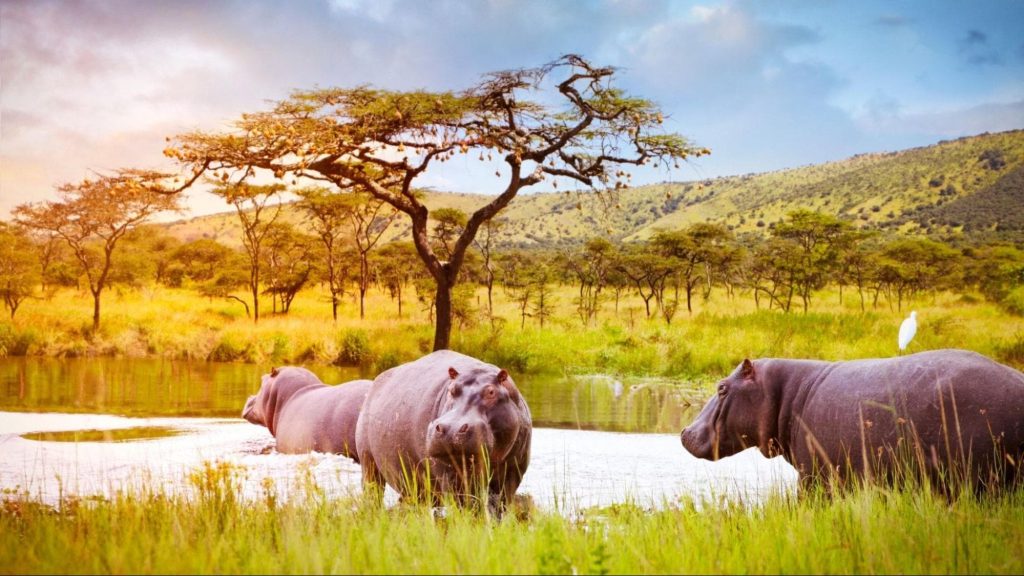 Akagera-Hippos