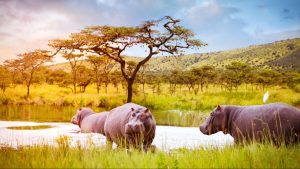Akagera-Hippos