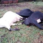 Gutaburura itungo ryapfuye bishobora guhanishwa igifungo cy’imyaka 10