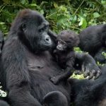 U Rwanda ruzita amazina abana b’ingagi 22