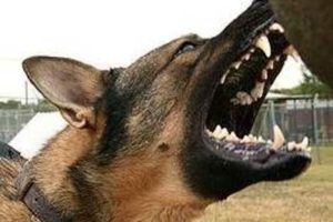 rabies